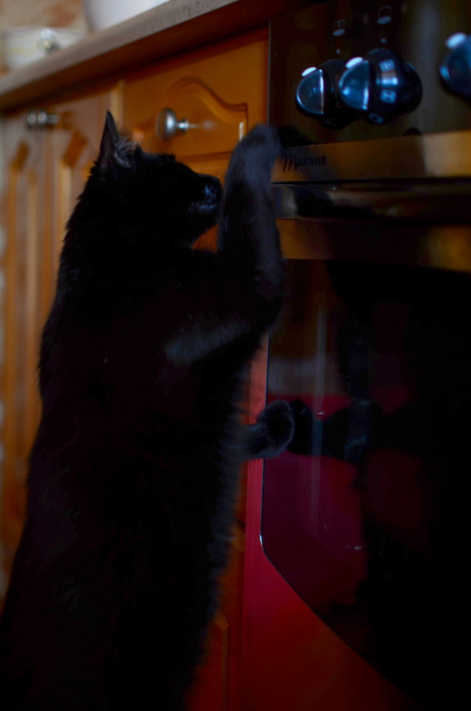 Koci pomocnicy w kuchni